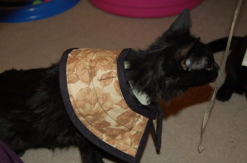 In praise of fabric (soft) Ecollars Cat Forum Cat Discussion Forums